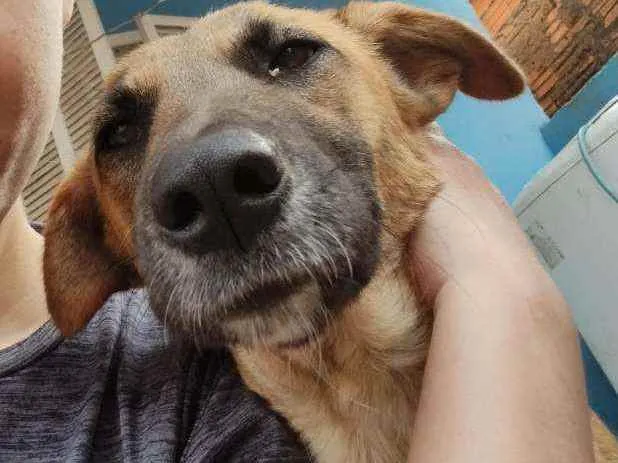 Cachorro ra a SRD idade 1 ano nome Binho e Brisa 