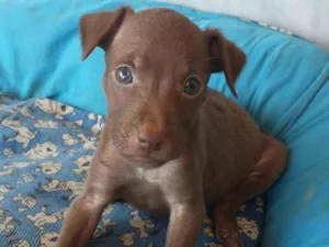 Cachorro raça SRD idade 2 a 6 meses nome Nala