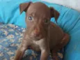 Nala