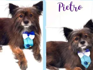 Cachorro raça SRD-ViraLata idade 5 anos nome Pietro