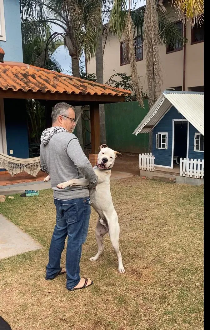 Cachorro ra a boxer idade 1 ano nome Ozzy