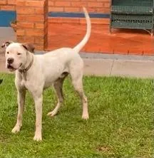 Cachorro ra a boxer idade 1 ano nome Ozzy