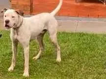 Cachorro ra a boxer idade 1 ano nome Ozzy