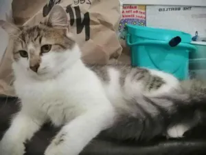 Gato raça SRD idade 2 a 6 meses nome .........