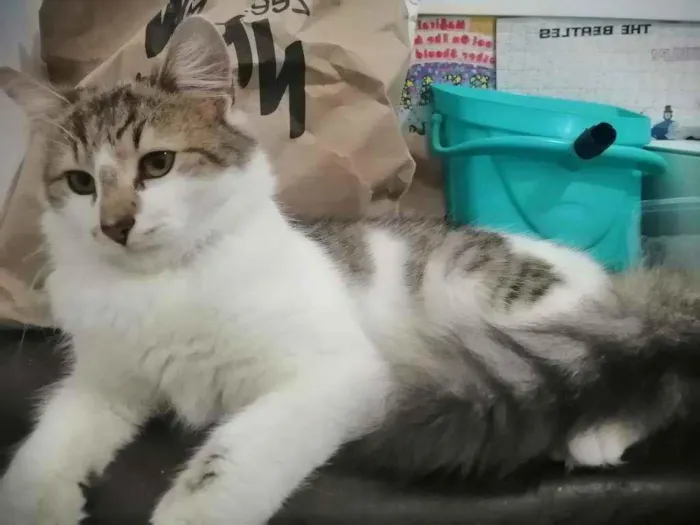 Gato ra a SRD idade 2 a 6 meses nome .........