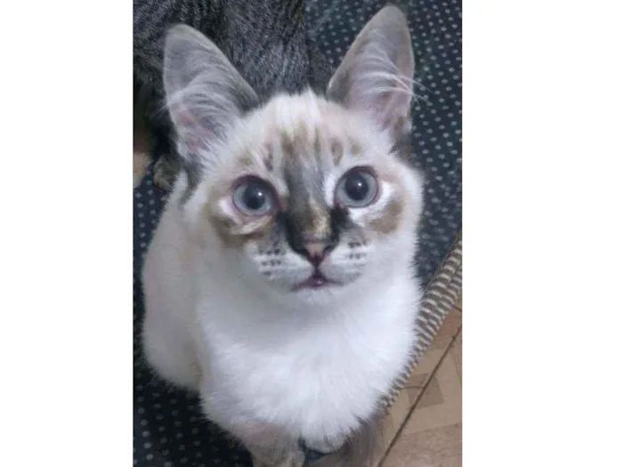 Gato ra a SRD-ViraLata idade 2 a 6 meses nome -