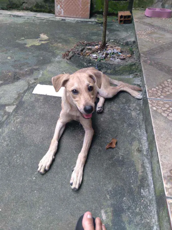 Cachorro ra a Vira-lata idade 2 a 6 meses nome Sol