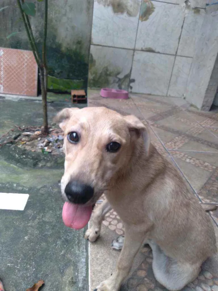 Cachorro ra a Vira-lata idade 2 a 6 meses nome Sol