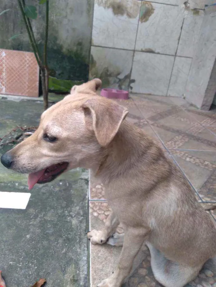 Cachorro ra a Vira-lata idade 2 a 6 meses nome Sol