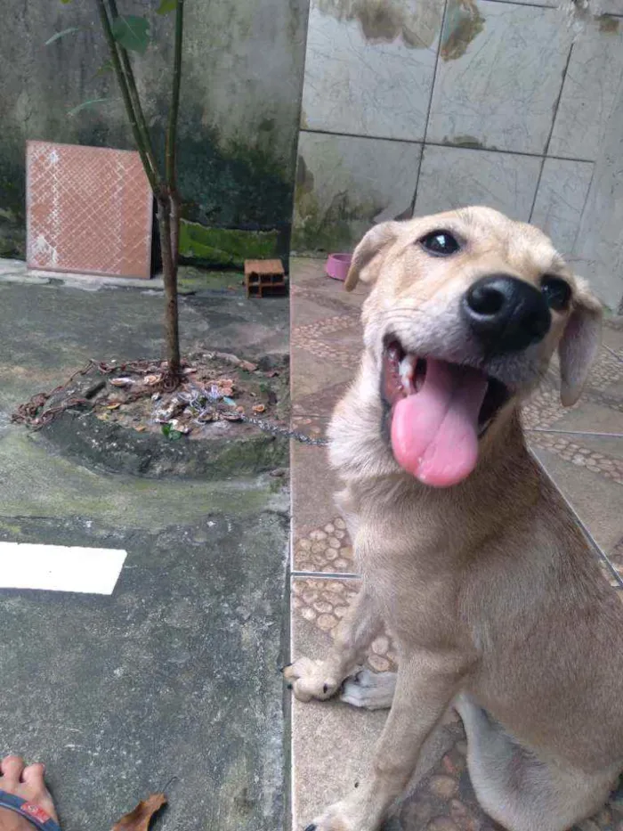 Cachorro ra a Vira-lata idade 2 a 6 meses nome Sol