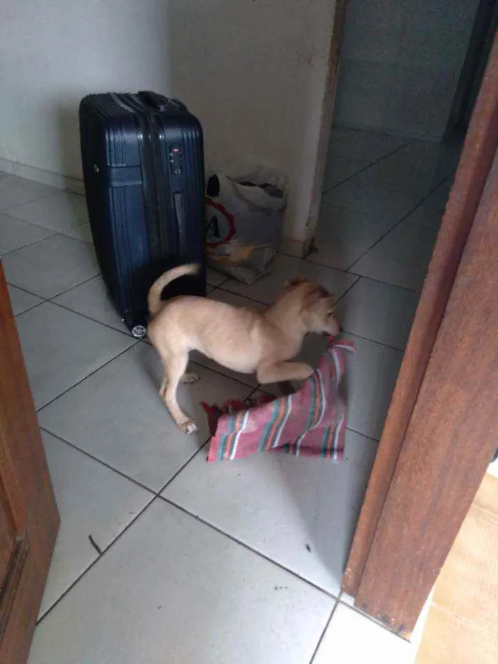 Cachorro ra a Vira-lata idade 2 a 6 meses nome Sol