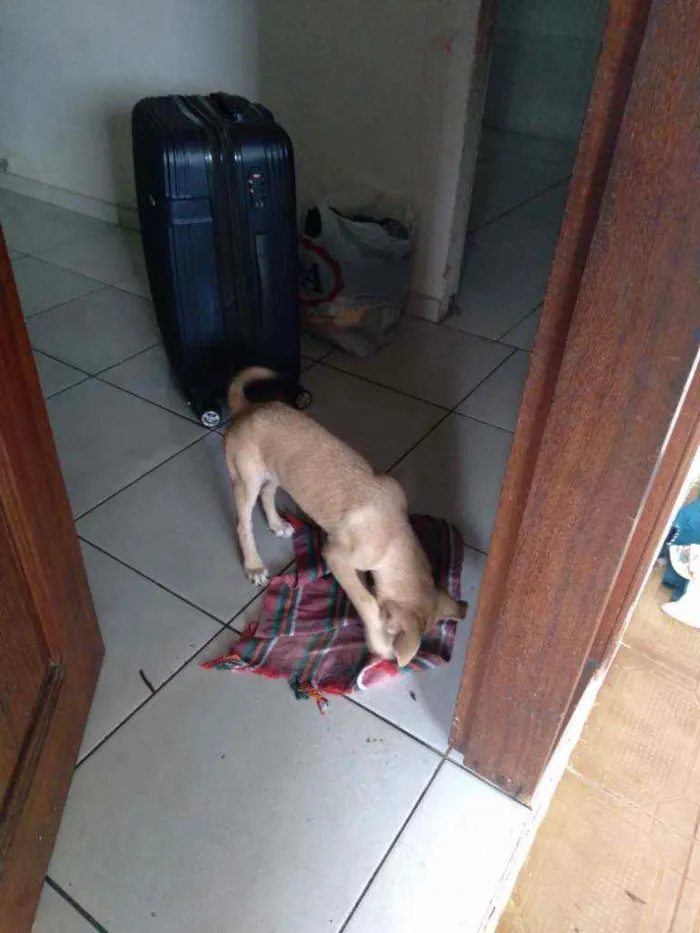 Cachorro ra a Vira-lata idade 2 a 6 meses nome Sol