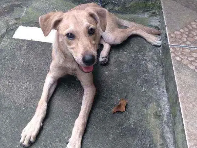 Cachorro ra a Vira-lata idade 2 a 6 meses nome Sol