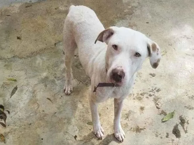 Cachorro raça SRD-ViraLata idade 7 a 11 meses nome GABRIEL