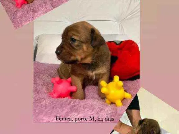 Cachorro raça Srd idade Abaixo de 2 meses nome Pizza
