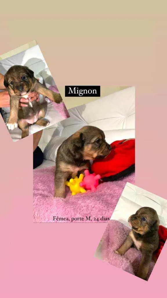 Cachorro raça Srd idade Abaixo de 2 meses nome Mignon 