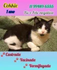 Gato raça Srd idade 7 a 11 meses nome Cookie