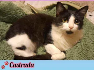 Gato raça Srd idade 7 a 11 meses nome Cookie