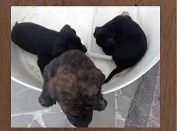 Cachorro ra a Indefinida  idade Abaixo de 2 meses nome Bebezinhos