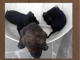 Bebezinhos