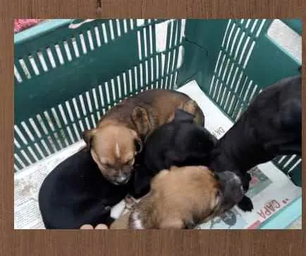Cachorro ra a Indefinida  idade Abaixo de 2 meses nome Bebezinhos