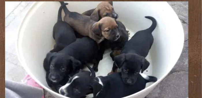 Cachorro ra a Indefinida  idade Abaixo de 2 meses nome Bebezinhos