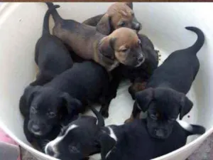 Cachorro raça Indefinida  idade Abaixo de 2 meses nome Bebezinhos