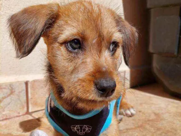 Cachorro raça Srd idade Abaixo de 2 meses nome Aventureiro 