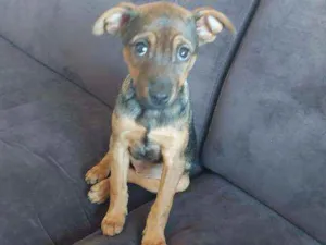 Cachorro raça Srd idade 2 a 6 meses nome Luna