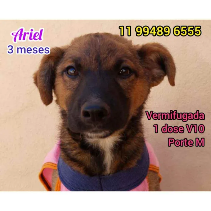 Cachorro raça Srd idade 2 a 6 meses nome Ariel