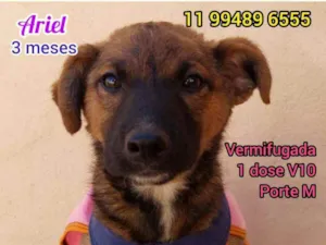 Cachorro raça Srd idade 2 a 6 meses nome Ariel