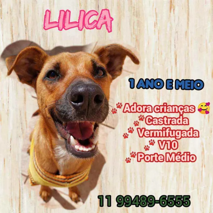 Cachorro ra a Srd idade 7 a 11 meses nome Lilica