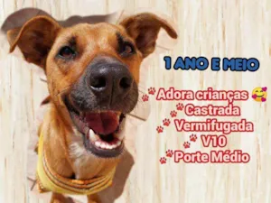 Cachorro raça Srd idade 7 a 11 meses nome Lilica