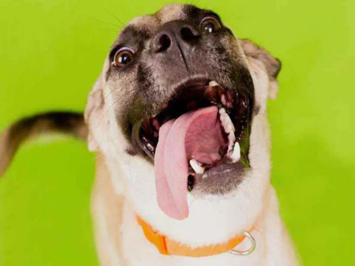 Cachorro raça Srd idade 1 ano nome Lolla