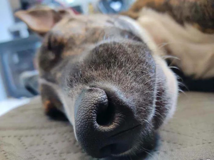 Cachorro raça Pit Bull idade 7 a 11 meses nome Nami