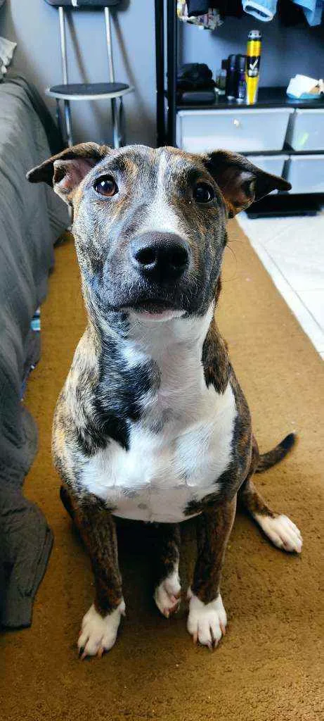 Cachorro raça Pit Bull idade 7 a 11 meses nome Nami