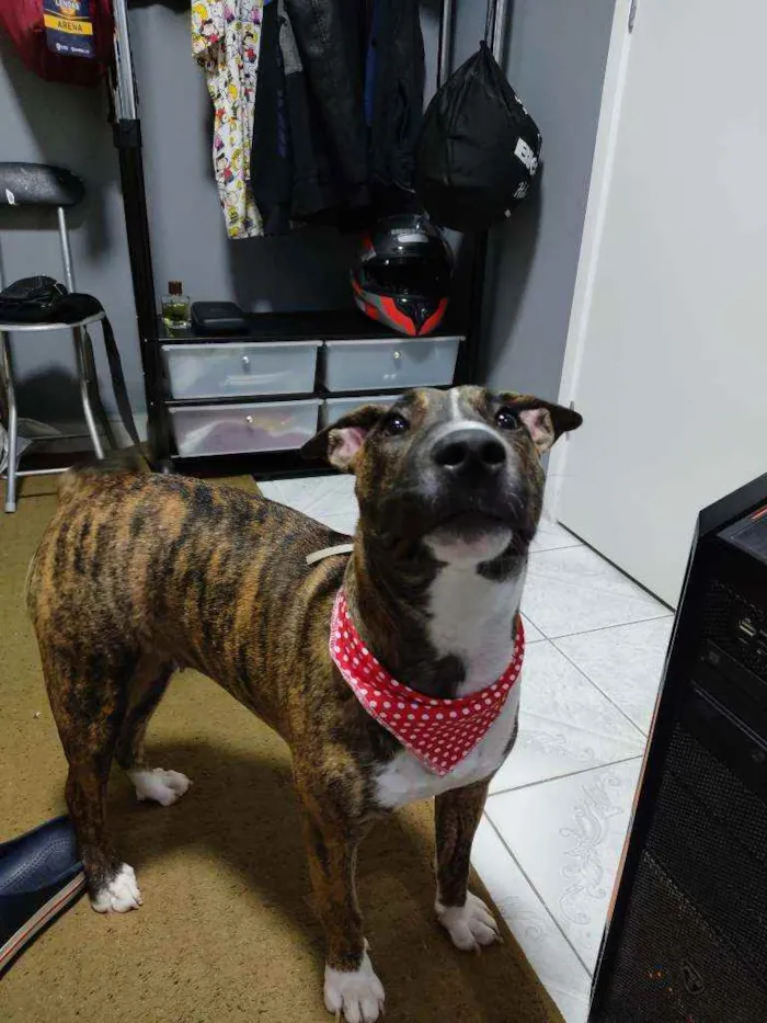Cachorro raça Pit Bull idade 7 a 11 meses nome Nami