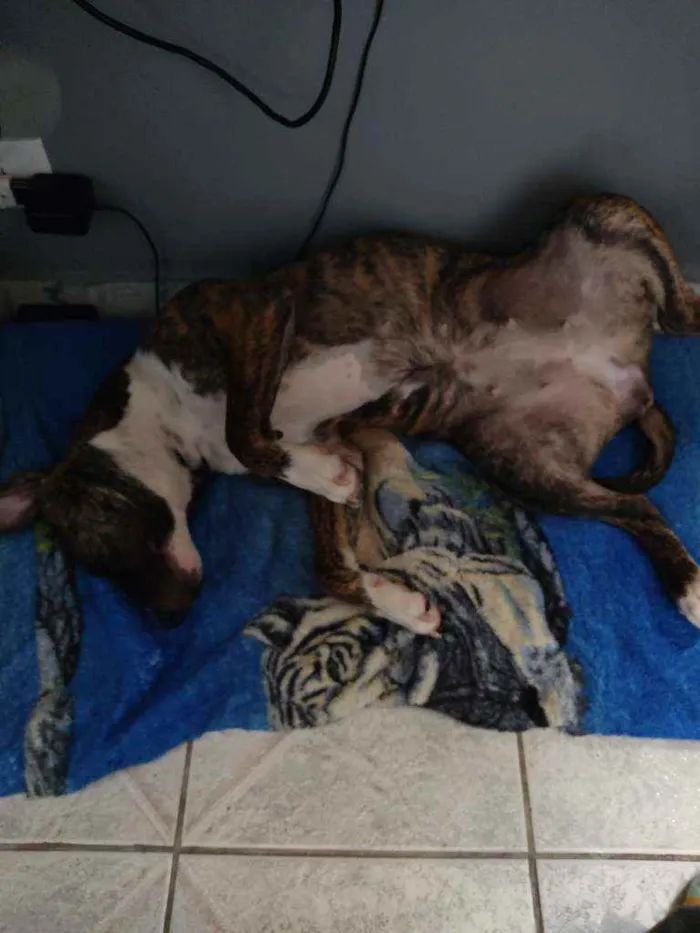 Cachorro raça Pit Bull idade 7 a 11 meses nome Nami