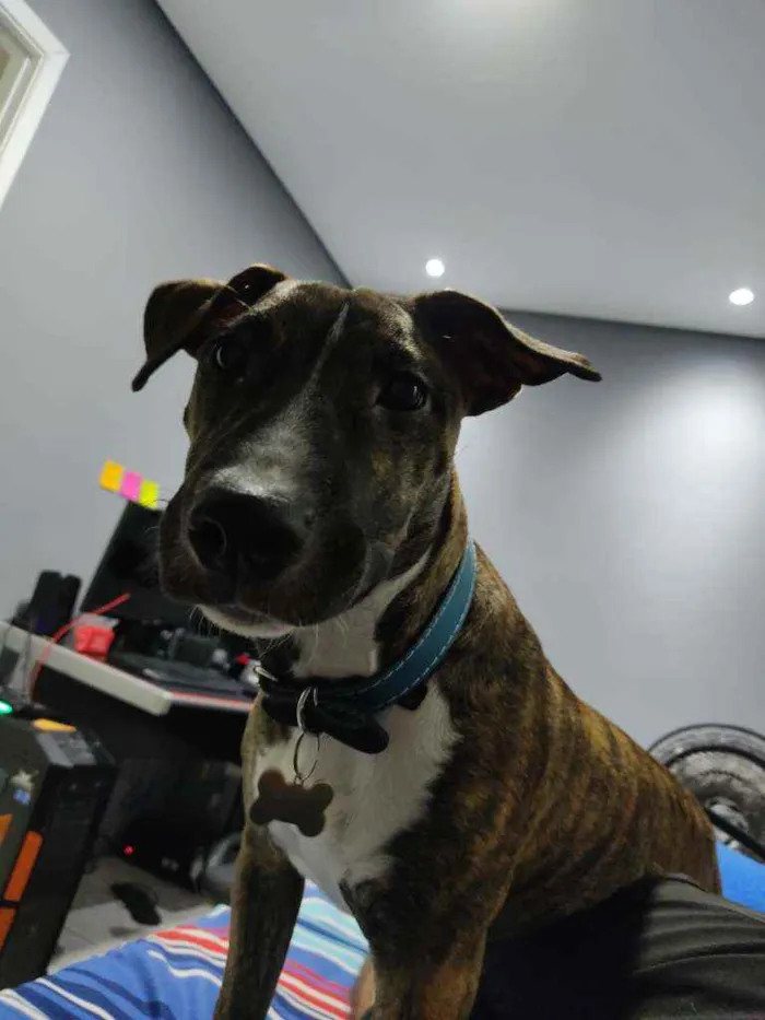 Cachorro raça Pit Bull idade 7 a 11 meses nome Nami