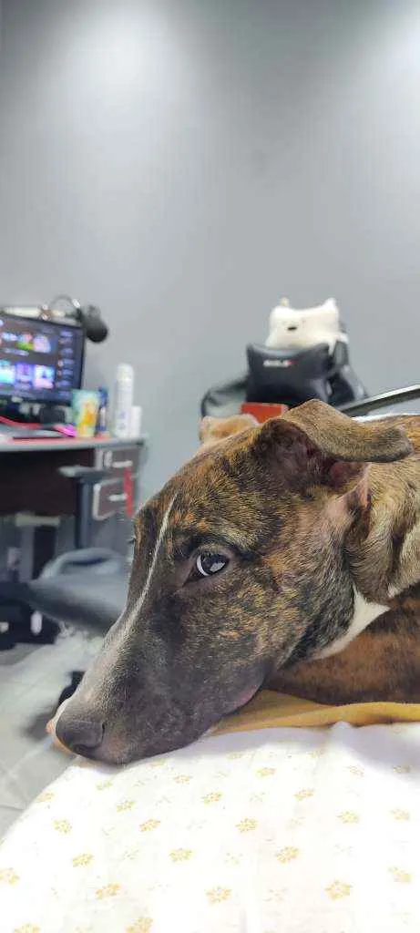 Cachorro raça Pit Bull idade 7 a 11 meses nome Nami