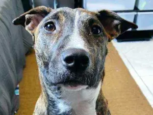 Cachorro raça Pit Bull idade 7 a 11 meses nome Nami