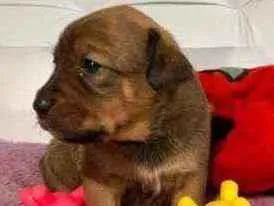 Cachorro raça Srd idade Abaixo de 2 meses nome Pizza