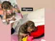 Cachorro raça Srd idade Abaixo de 2 meses nome Mignon 