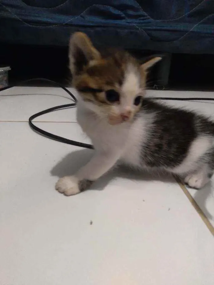 Gato ra a  idade Abaixo de 2 meses nome Não tem nome