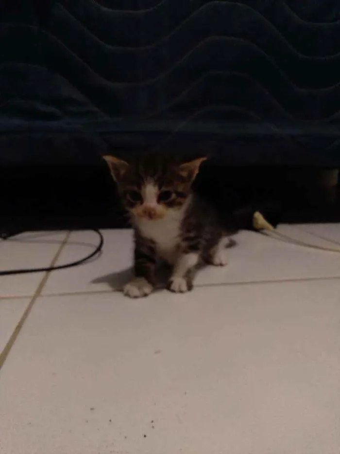 Gato ra a  idade Abaixo de 2 meses nome Não tem nome