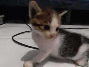 Gato raça  idade Abaixo de 2 meses nome Não tem nome