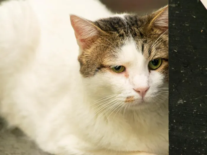 Gato raça SRD-ViraLata idade 2 anos nome Tico 