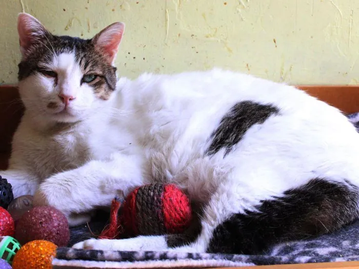 Gato raça SRD-ViraLata idade 2 anos nome Tico 