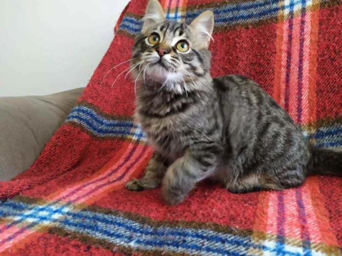 Gato ra a SRD idade 2 a 6 meses nome Lino