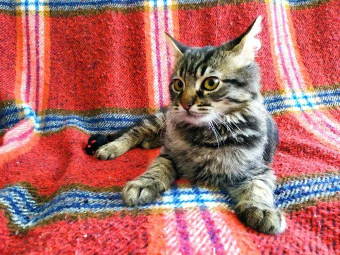 Gato ra a SRD idade 2 a 6 meses nome Lino